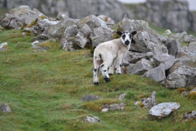 Yorkshire Dales Prints: Here's Looking At Ewe Limited Edition