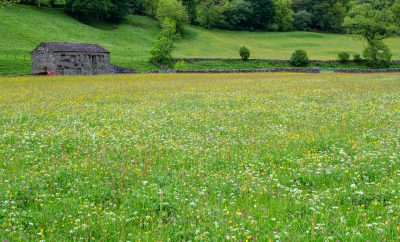 The wonderful Muker Meadows, featured in Secret Dales