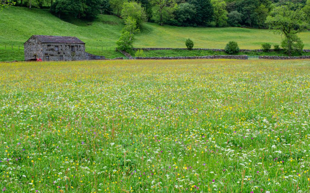 Muker's beautiful meadows